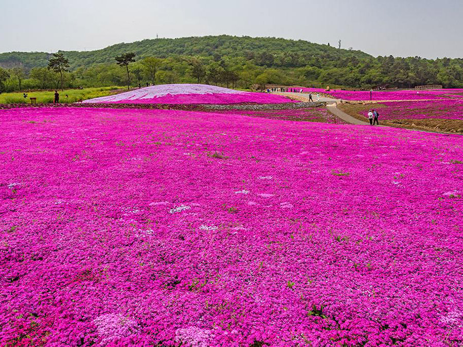 芝櫻（粉、紅、紫、白、花）